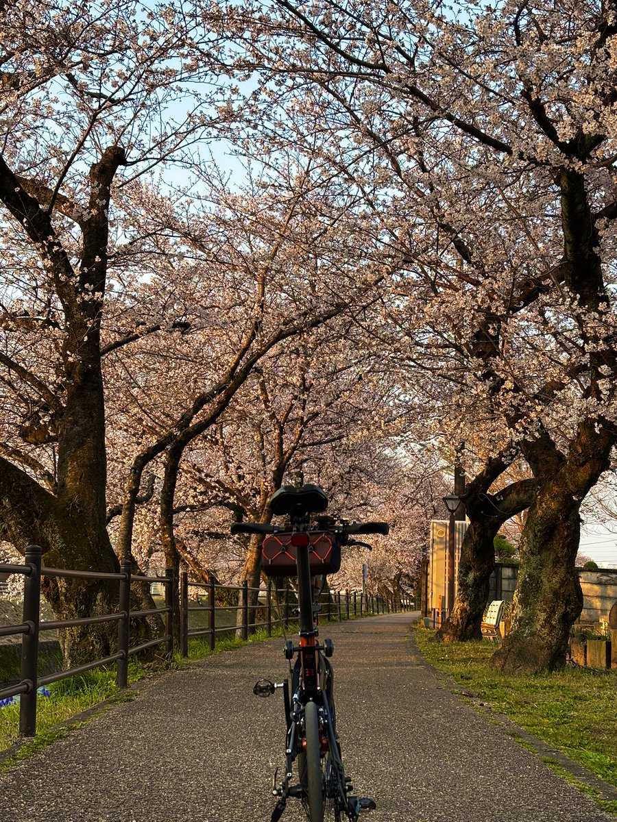 vergecat0208's tweet photo. 超朝活！！☺️
���南市、大口町エリアは7分咲、一宮市エリアは8分～満開ってとこですな😊
いやぁ、ホント、イイですなぁ。。🥰

#おりたたぶ
#サイクリング
#birdy
#桜 https://t.co/6tWcLRsDW7