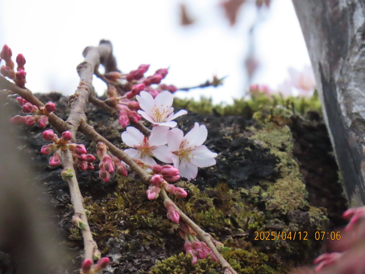 サクラHARUKO tweet media