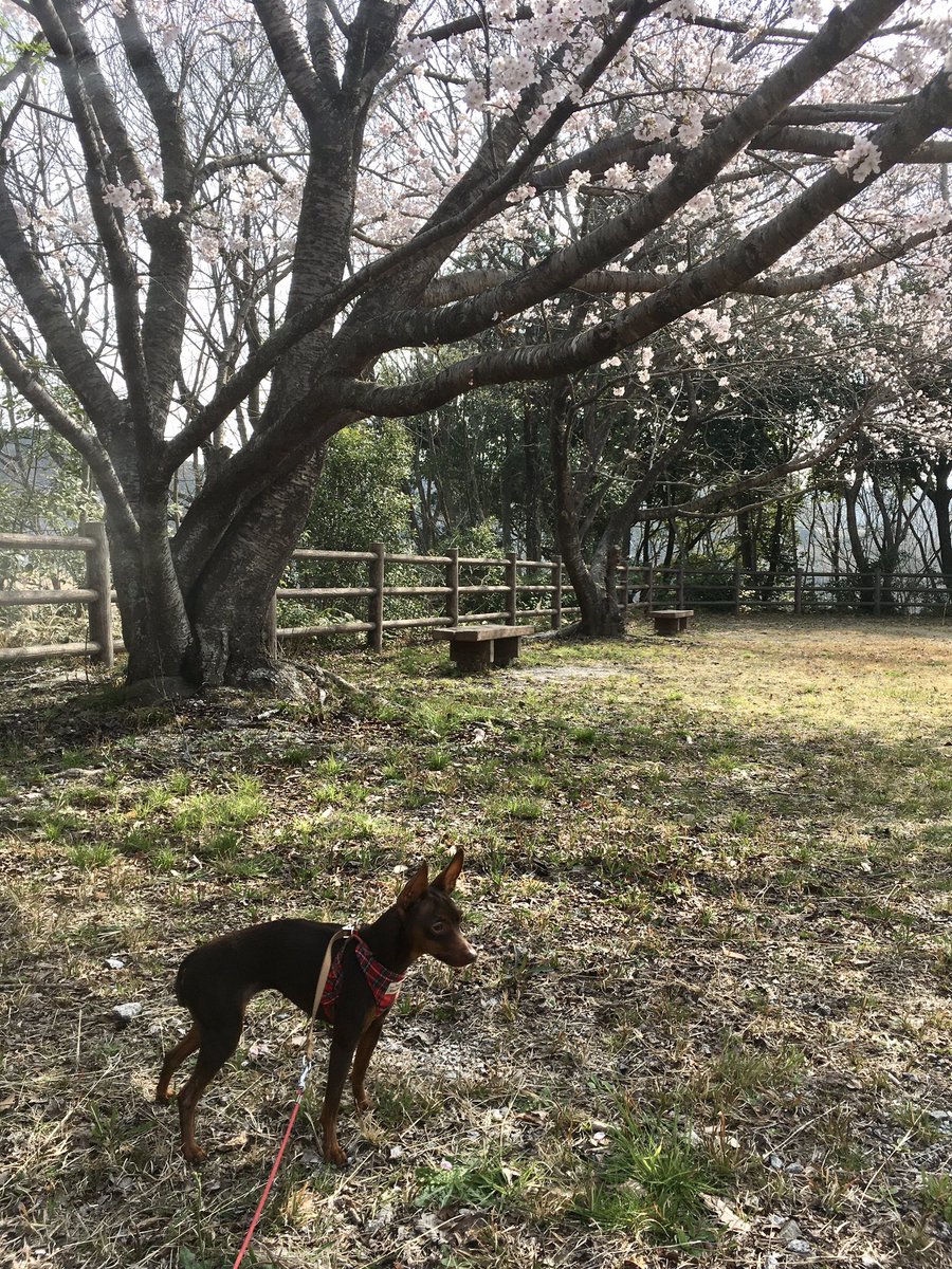 スカノマ tweet media