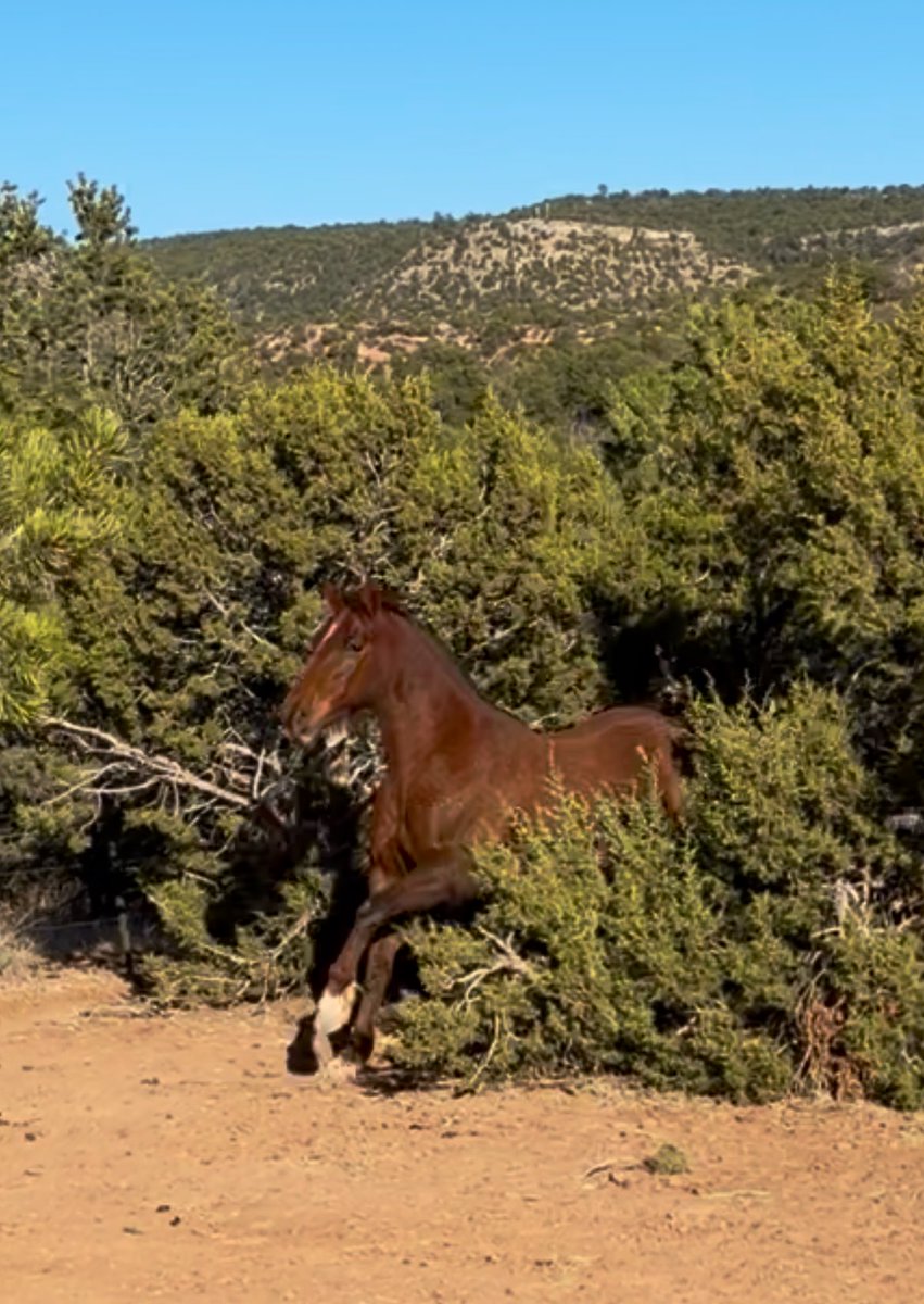 wee-snaw tweet media