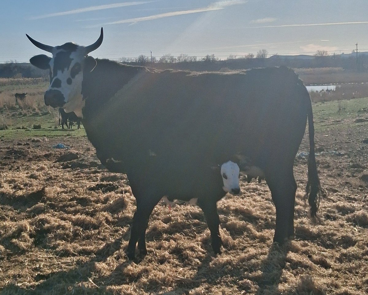 Bovine Thots With Poppin Twats tweet media