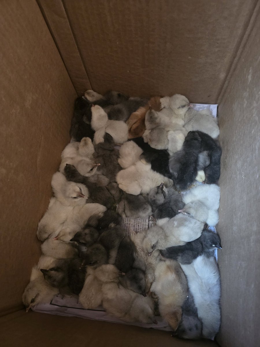 화사타 tweet media