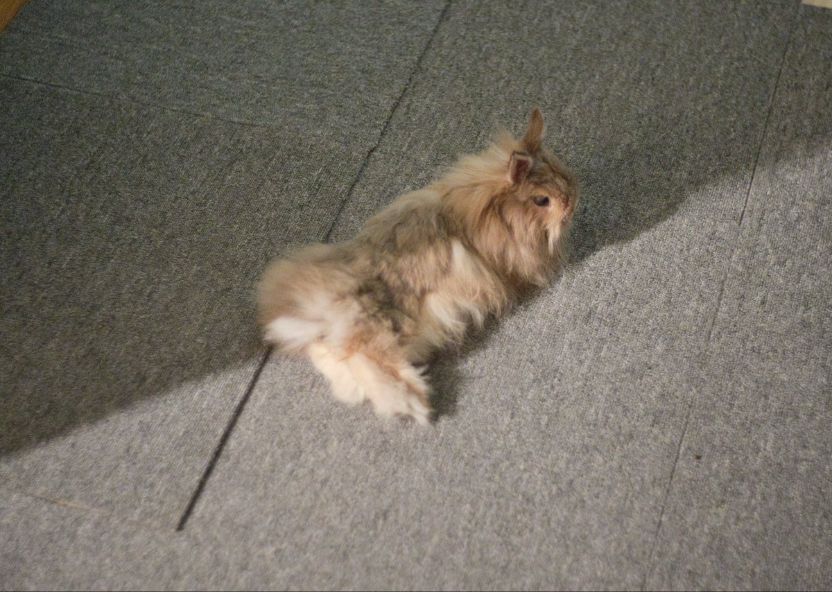 コントラスト