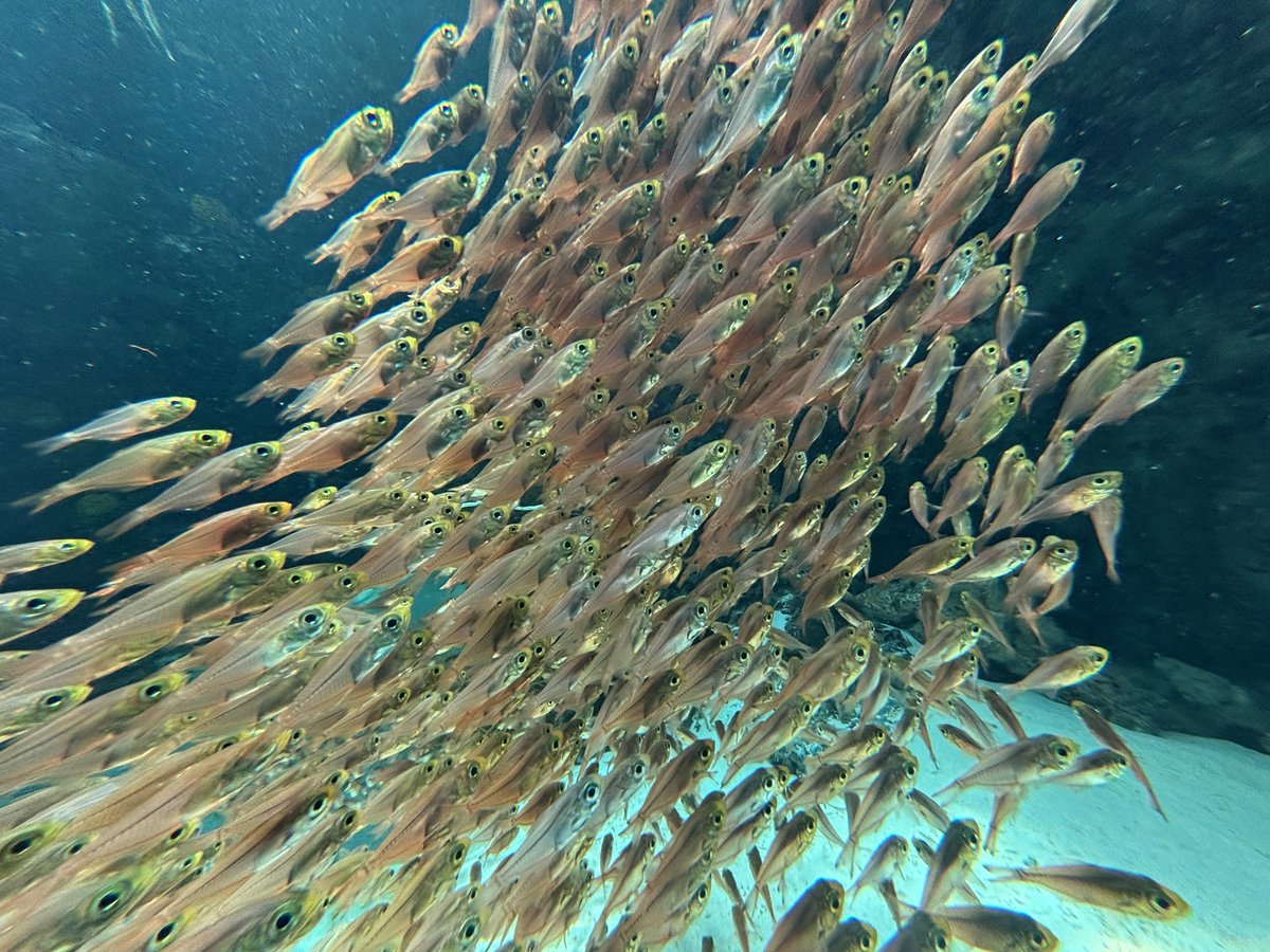 にんじゃ tweet media