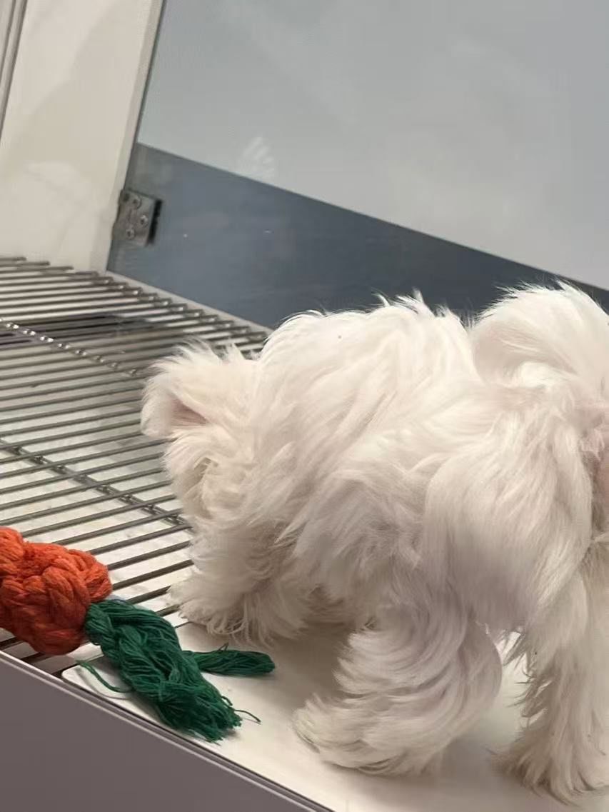 roberto guzman tweet media