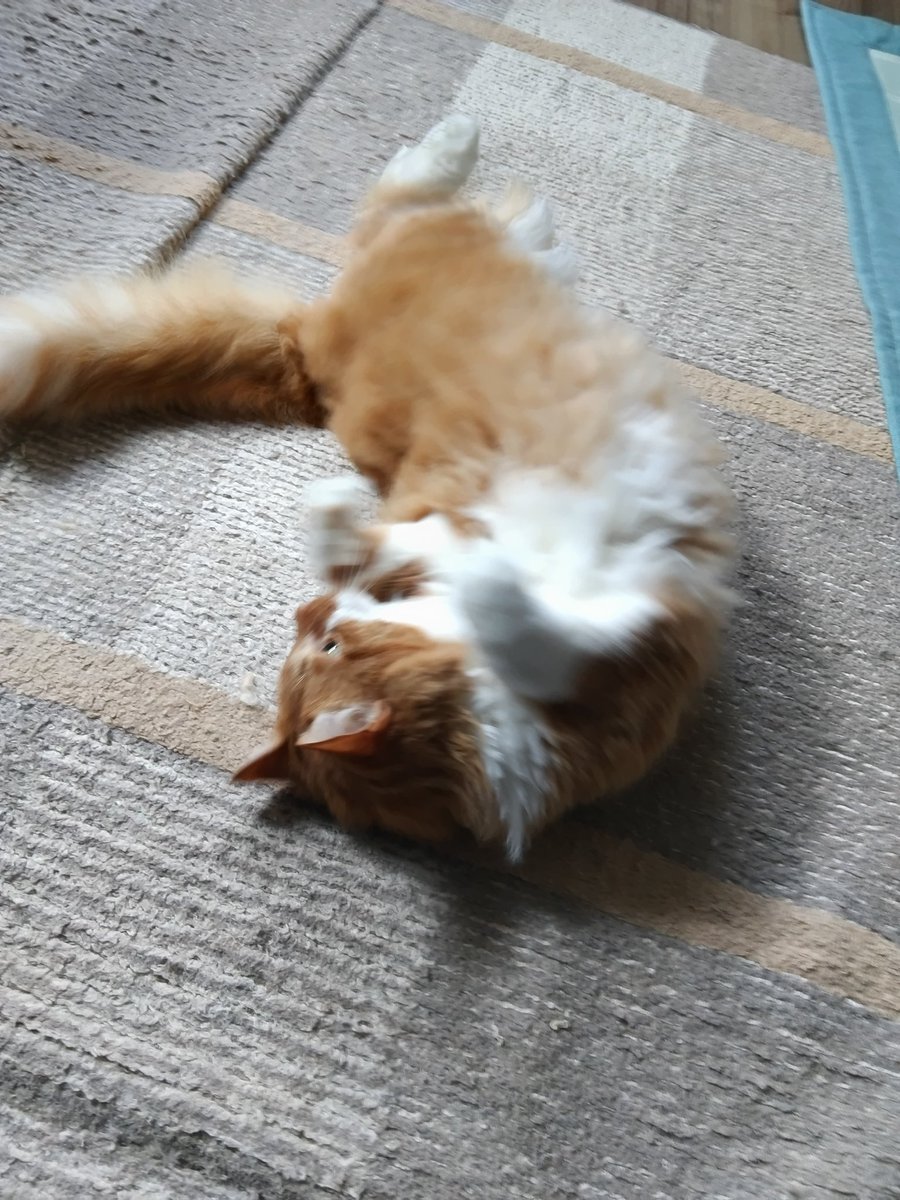 北川国彦 tweet media