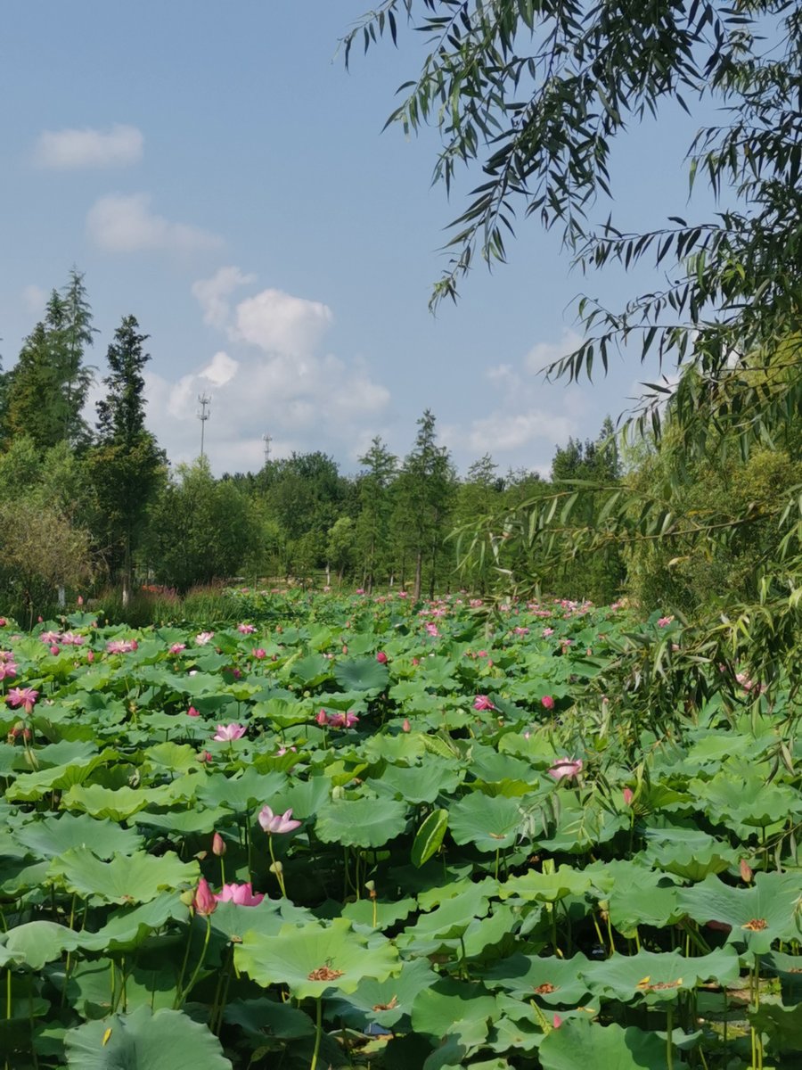 COLLIN SMITH tweet media