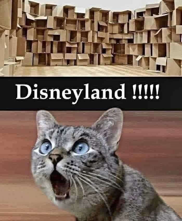 No Cats No Life tweet media