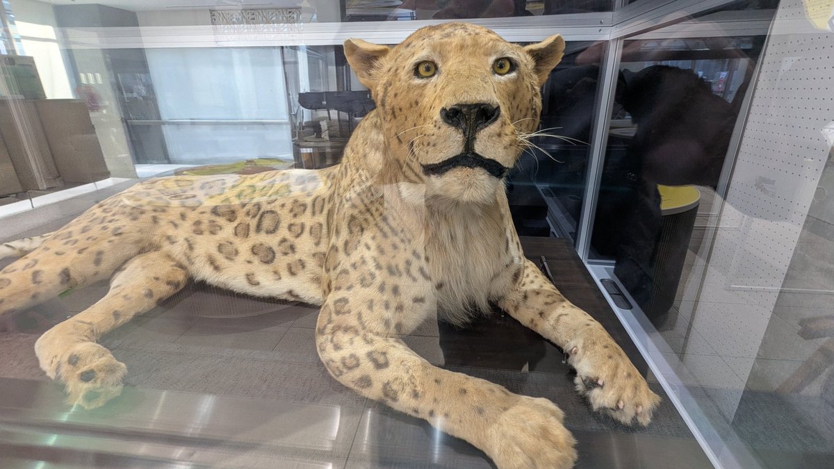 動物繁殖研 tweet media