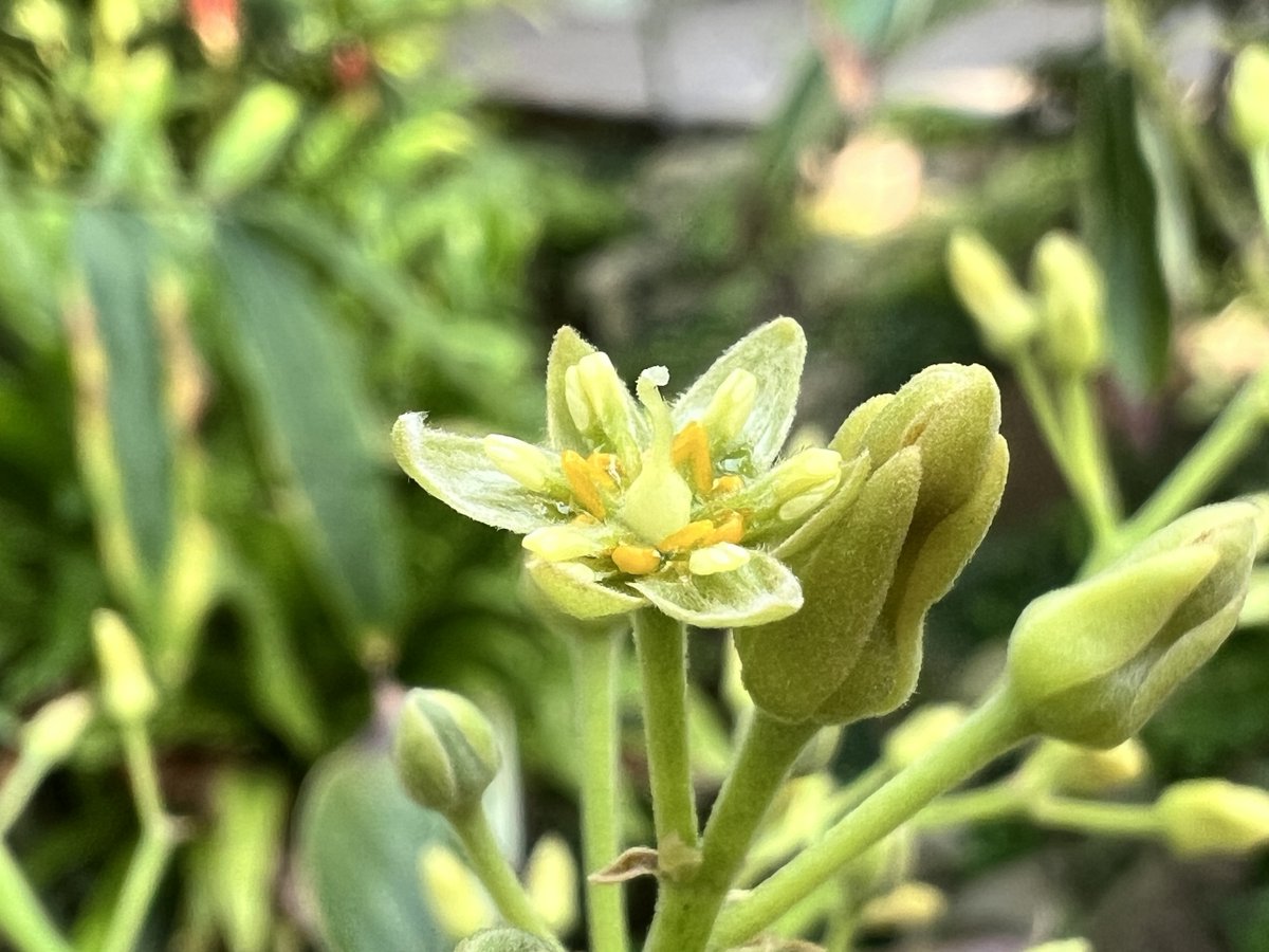 咲くやこの花館 tweet media