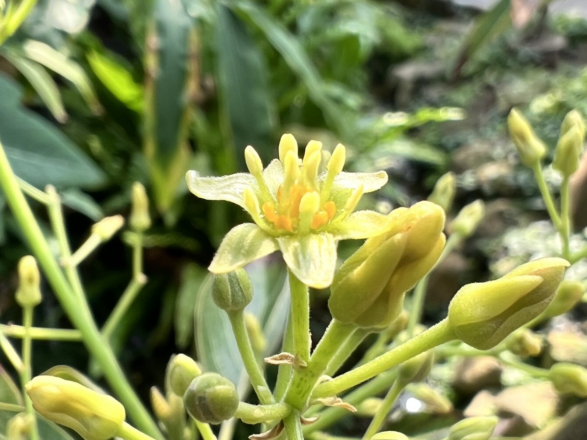 咲くやこの花館 tweet media