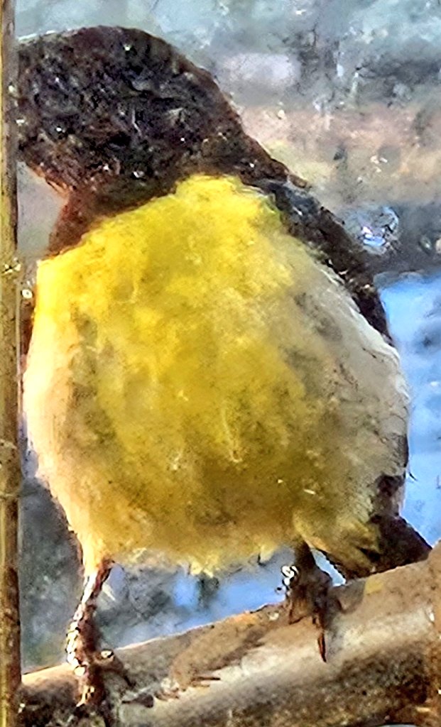 the optimist tweet media