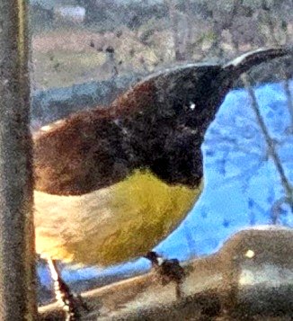 the optimist tweet media