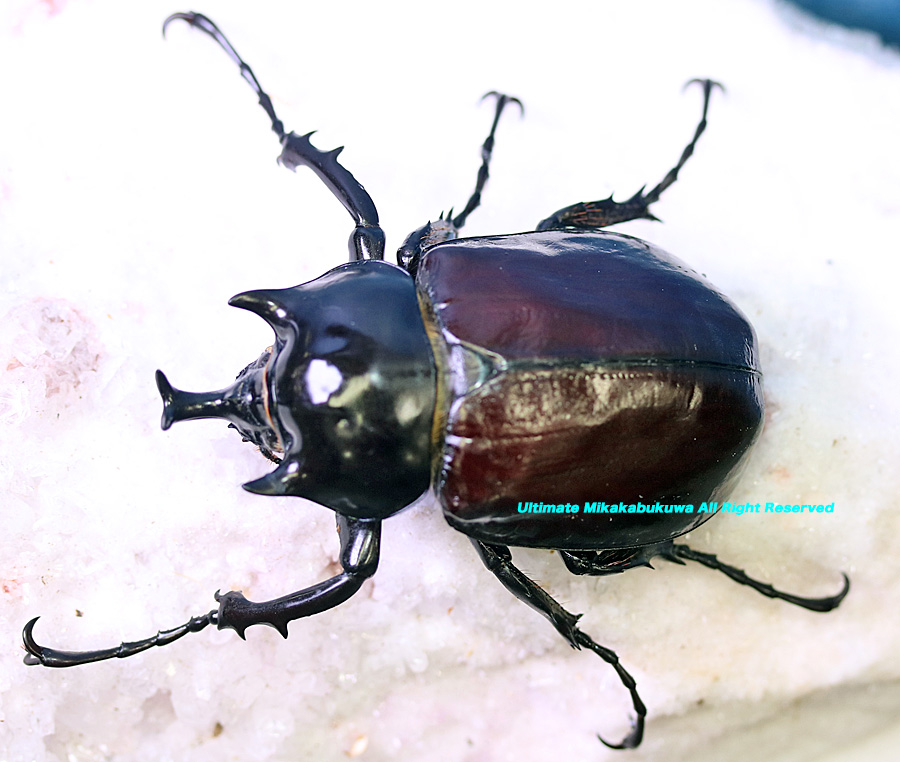 アルティメットミカカブクワ tweet media