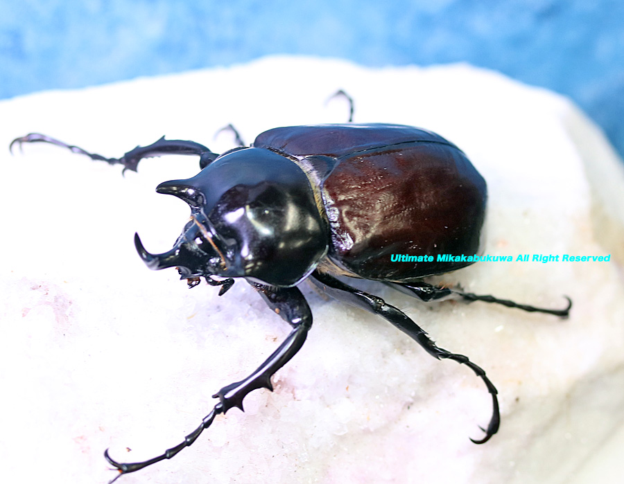 アルティメットミカカブクワ tweet media