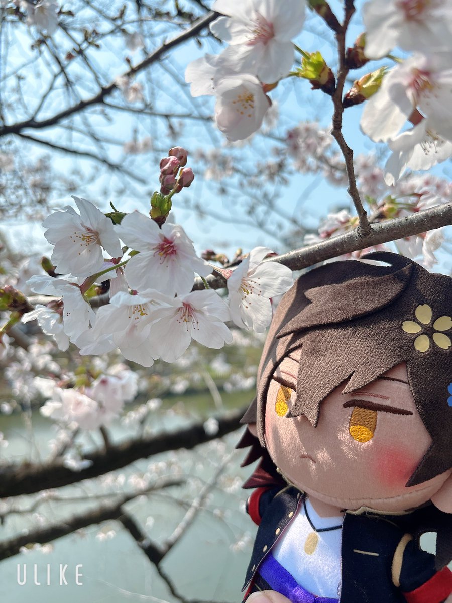 コチロー審神者垢@3/28コスオール tweet media