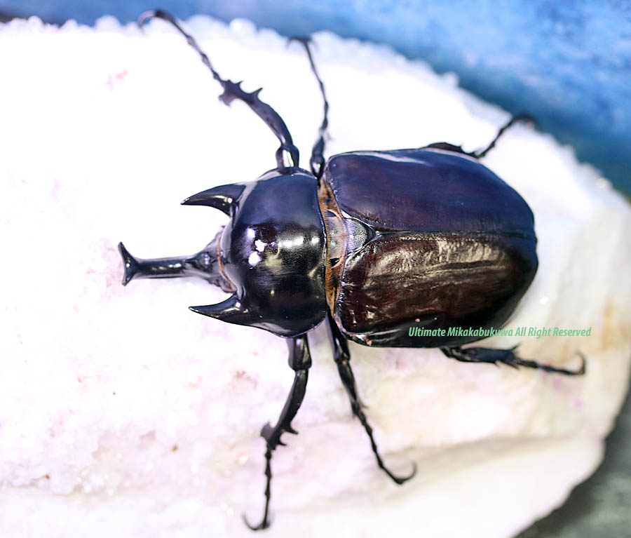 アルティメットミカカブクワ tweet media