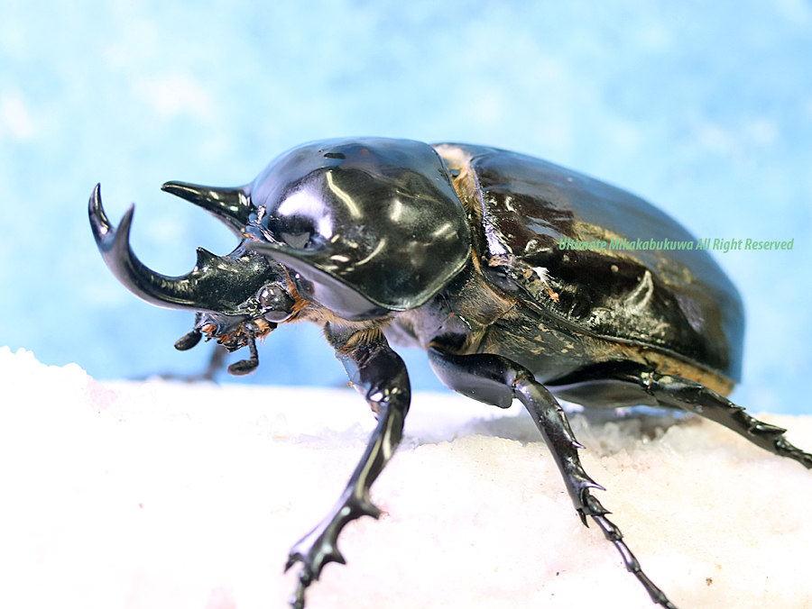 アルティメットミカカブクワ tweet media