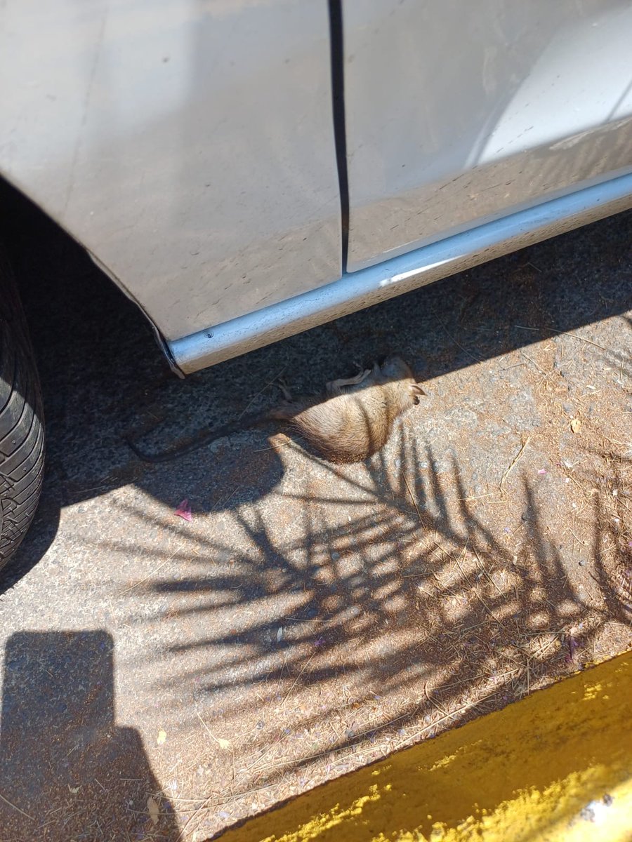 Colonia Periodista tweet media