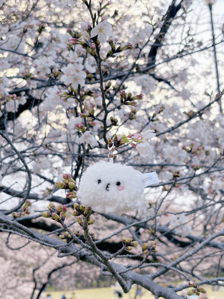 Electrocat tweet media