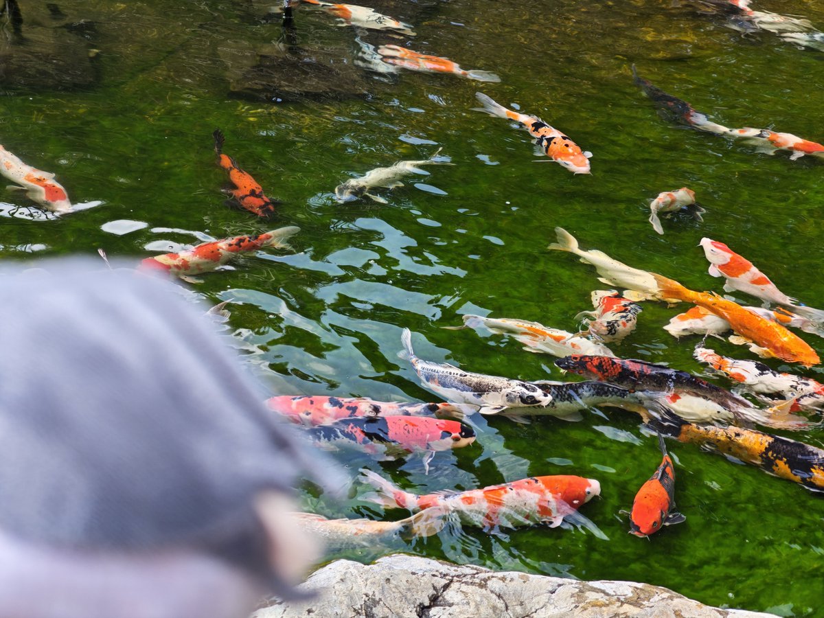 どろし🪩 tweet media