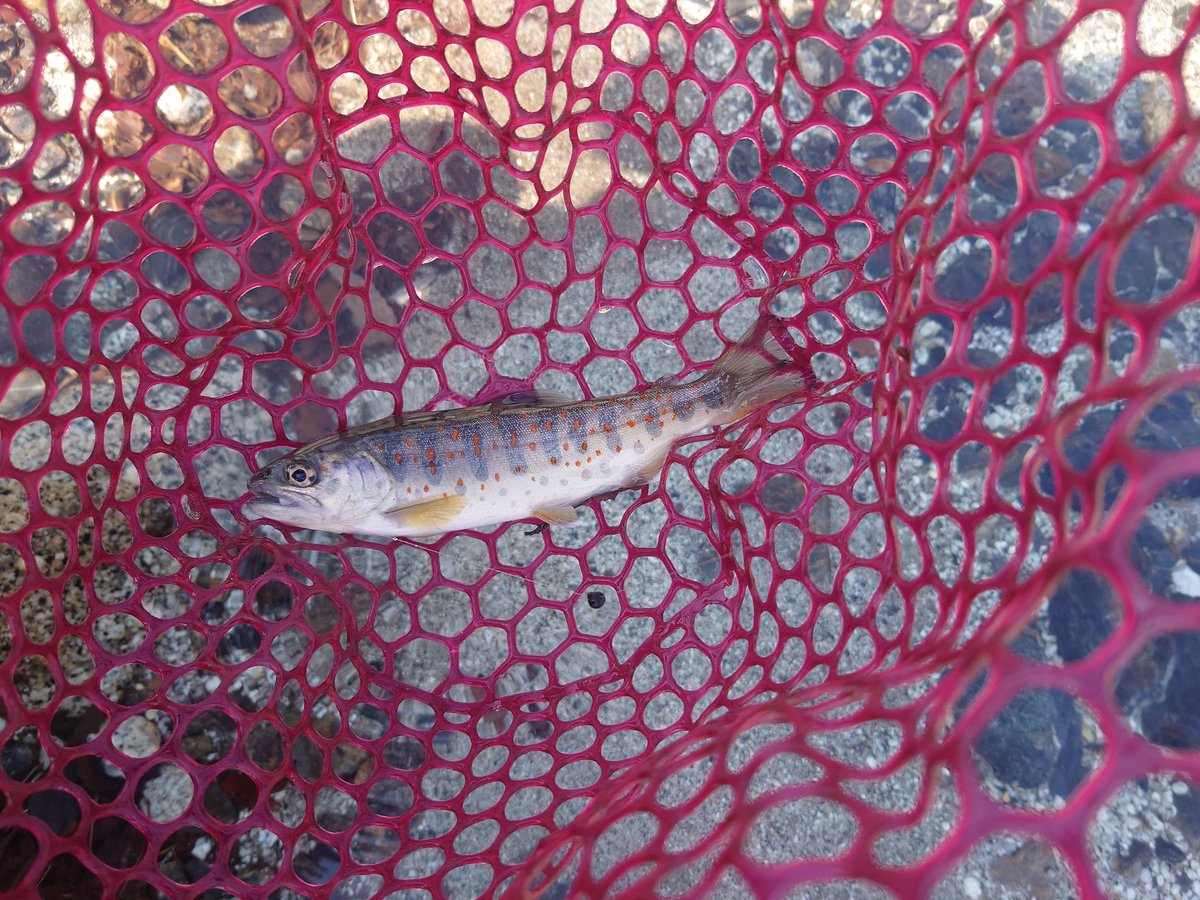 るてしよ tweet media