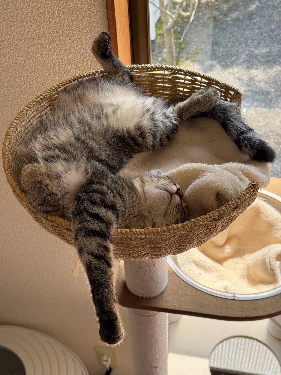 きなこもちおと猫家族ズ tweet media