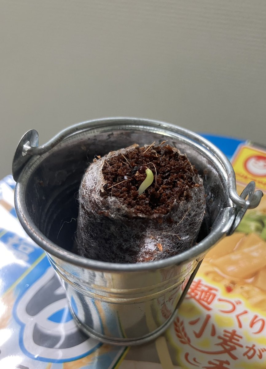 いろせ うる tweet media