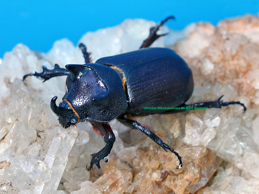 アルティメットミカカブクワ tweet media