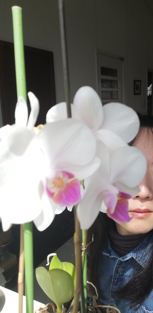 牡丹亭 tweet media