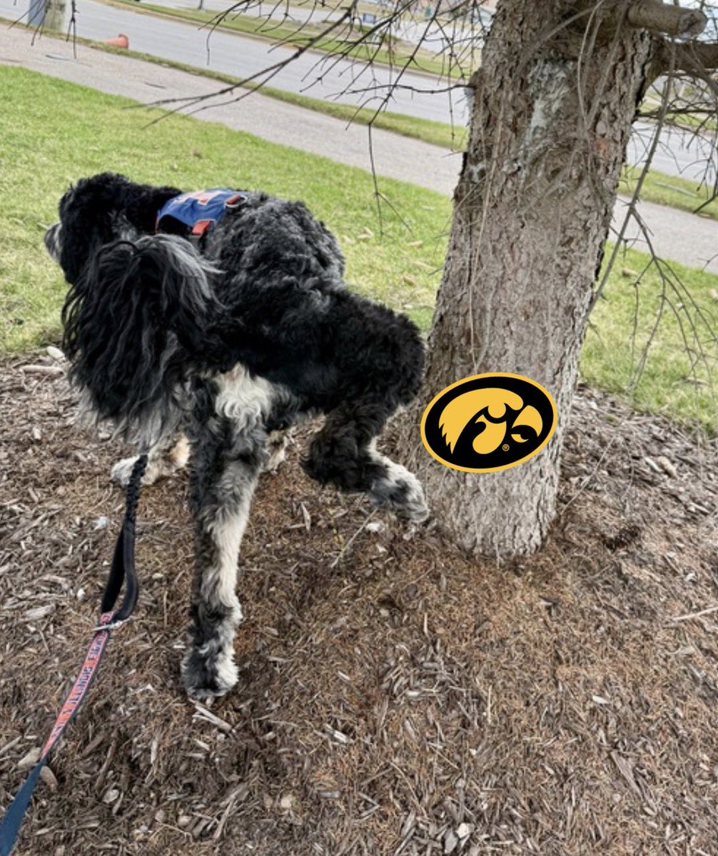 Illini Isaac tweet media