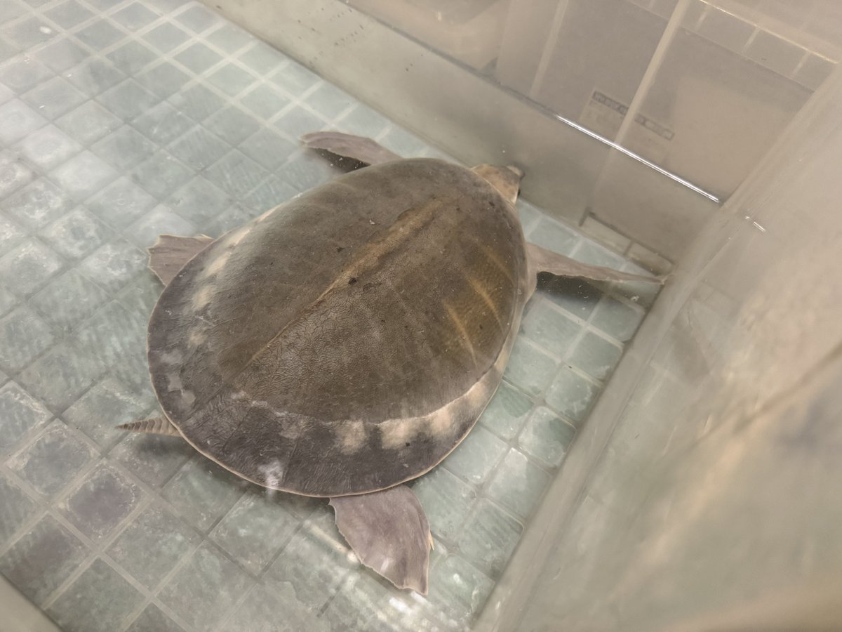 🍺こう🦎🍻🍢 tweet media