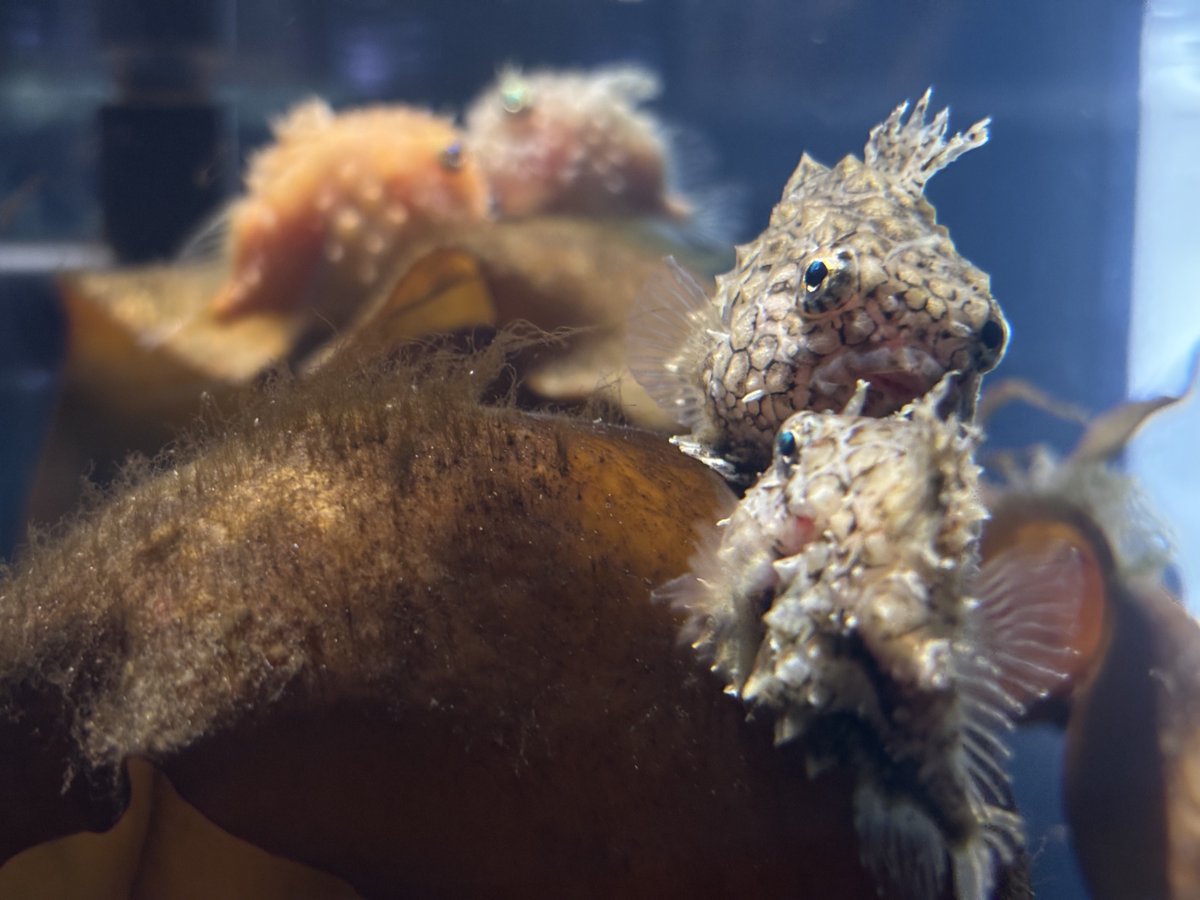 にんじゃ tweet media