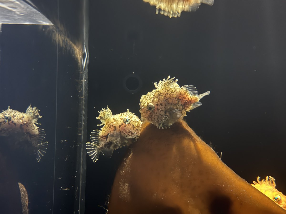 にんじゃ tweet media