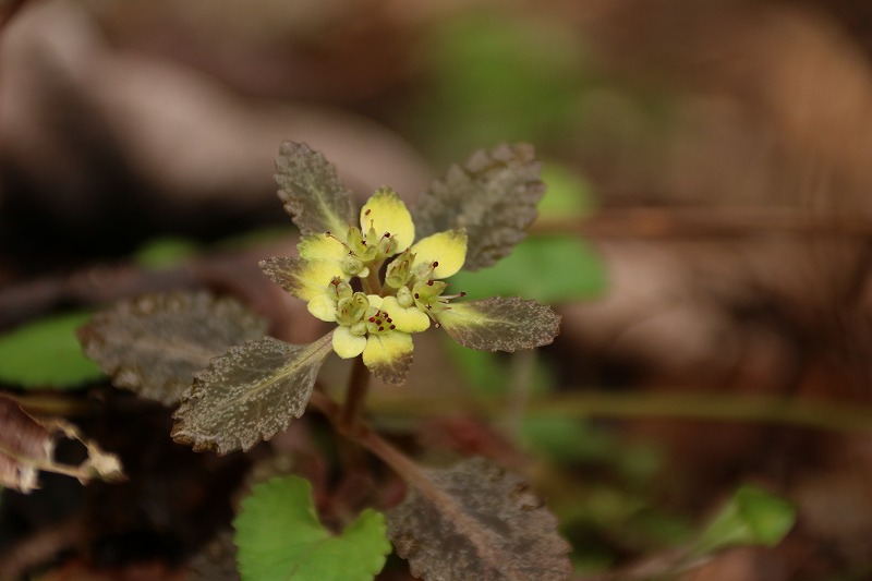 神奈川県立秦野ビジターセンター tweet media