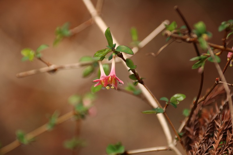 神奈川県立秦野ビジターセンター tweet media