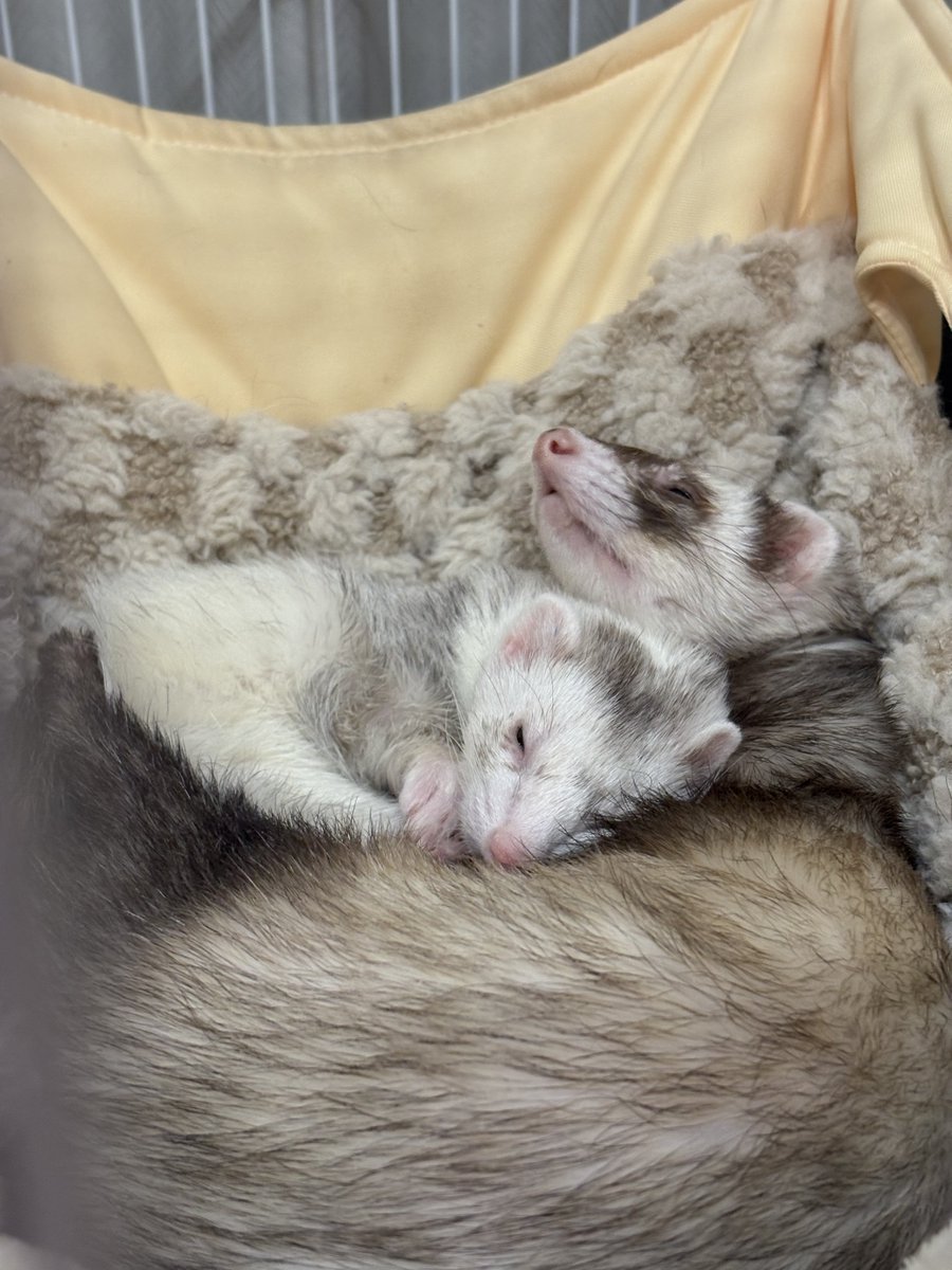 まいち tweet media