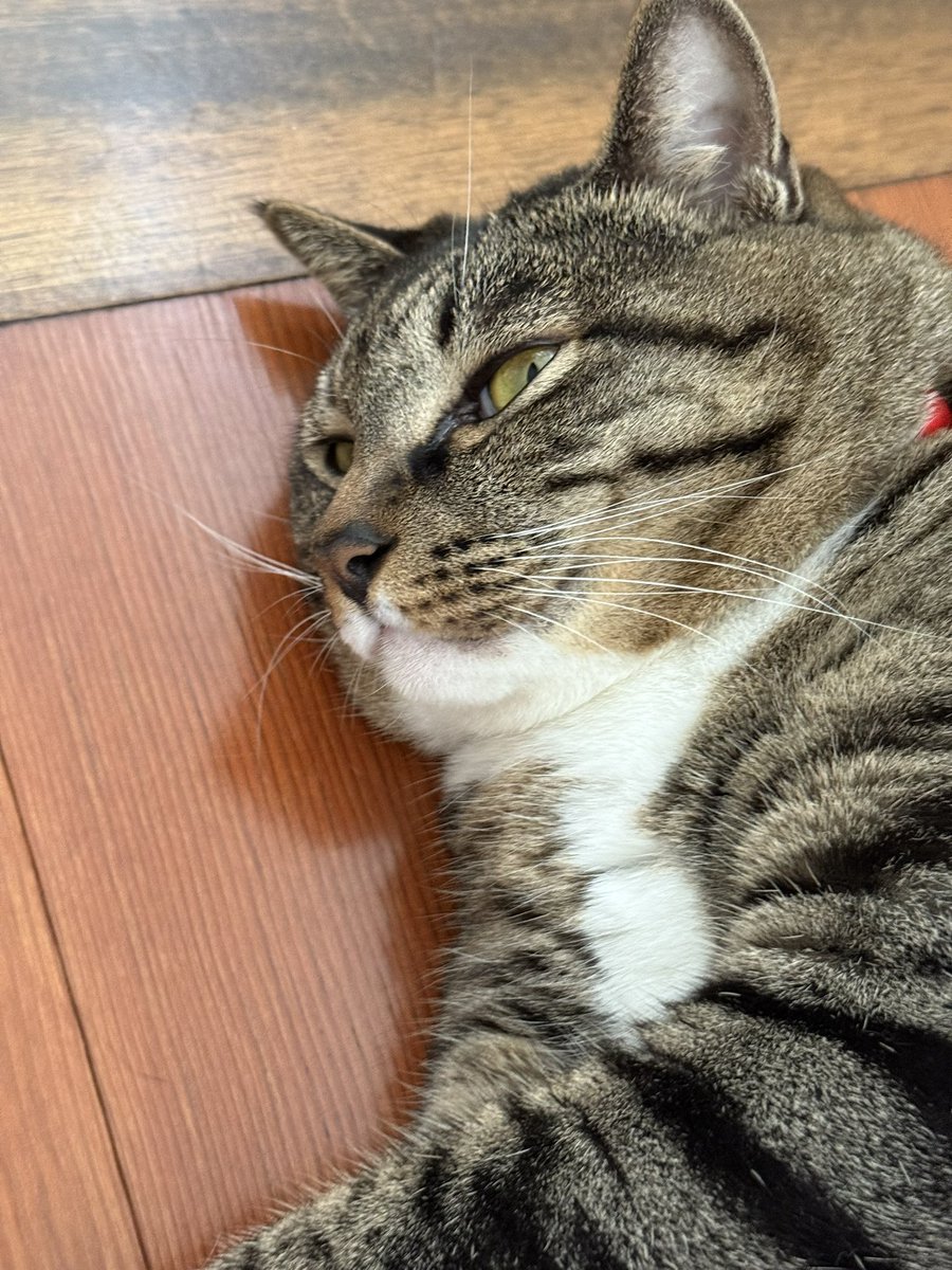 sasuke_with_C's tweet photo. もふもふキジトラ白のつむぎ🤍

#キジトラ
#猫 https://t.co/MyDstI7XQQ