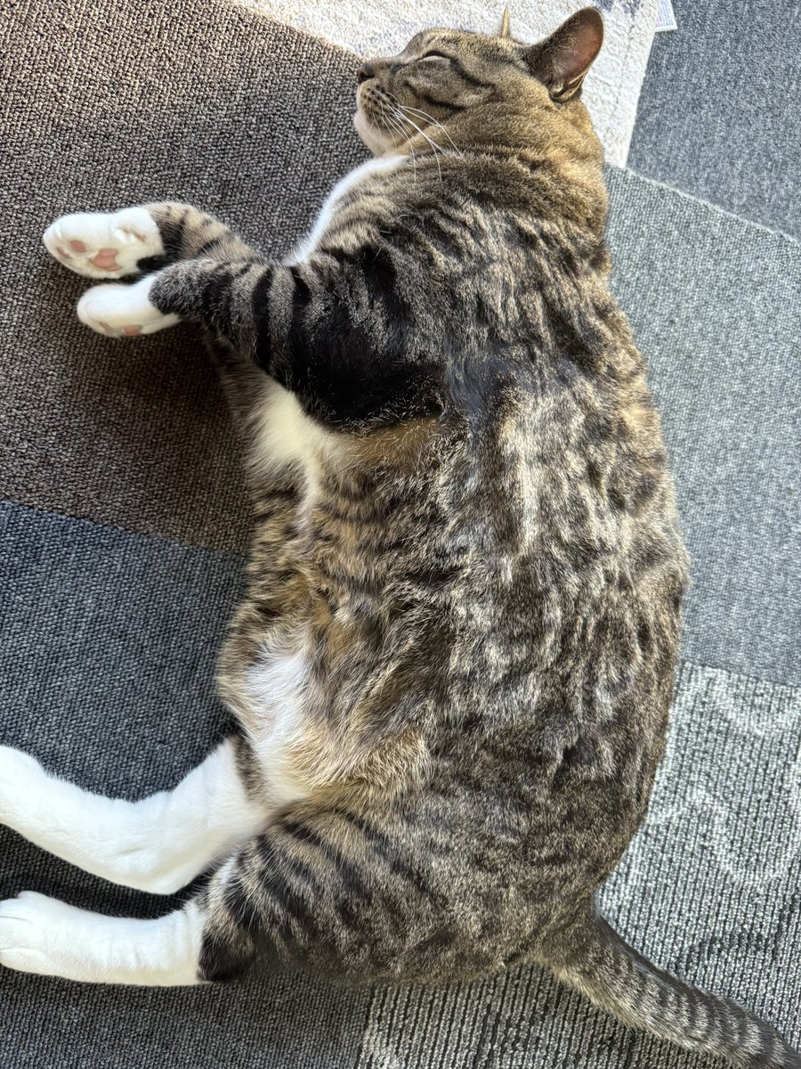 sasuke_with_C's tweet photo. もふもふキジトラ白のつむぎ🤍

#キジトラ
#猫 https://t.co/MyDstI7XQQ