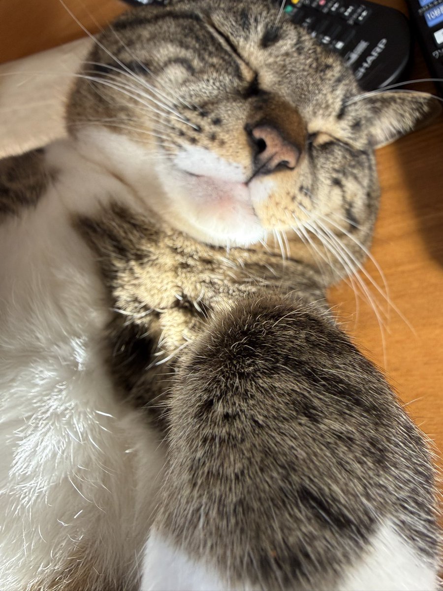 sasuke_with_C's tweet photo. もふもふキジトラ白のつむぎ🤍

#キジトラ
#猫 https://t.co/MyDstI7XQQ