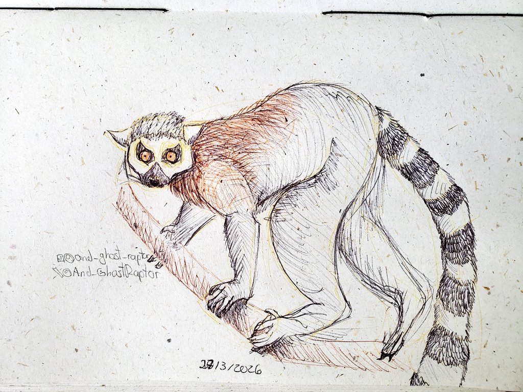 UN LEMUR