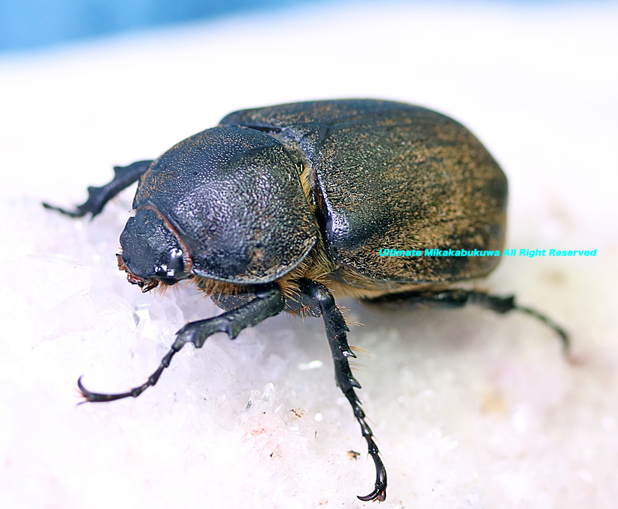 アルティメットミカカブクワ tweet media