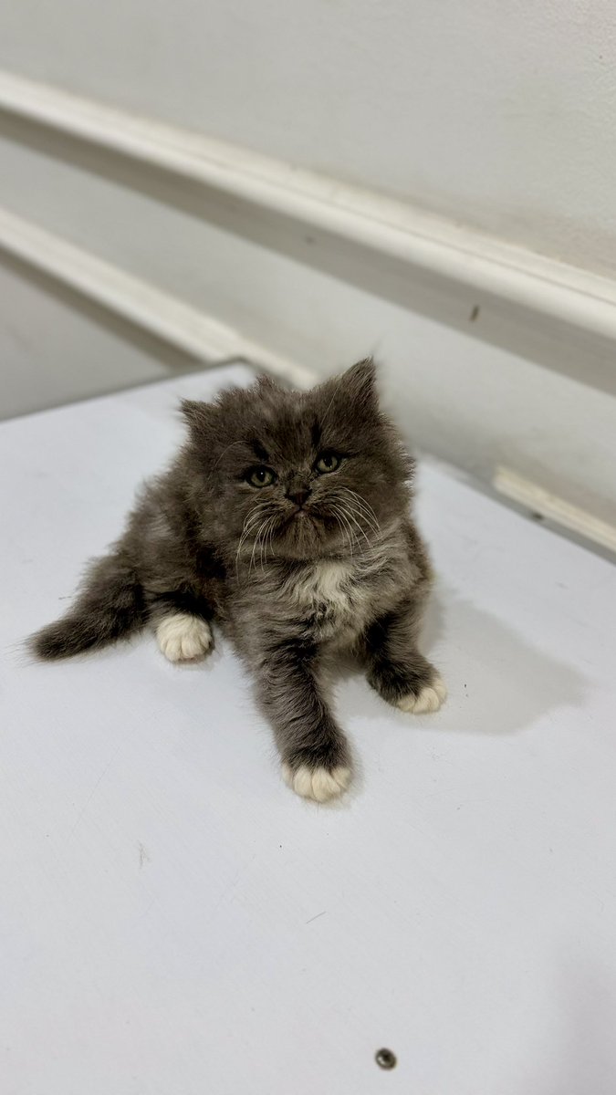 SummerHangouts tweet media