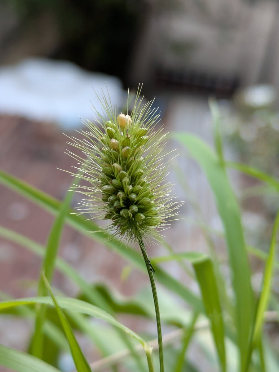 तुषार इंगळे tweet media