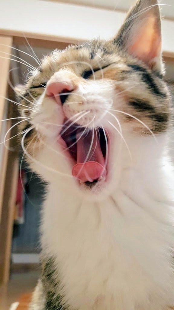 yuki__0506__'s tweet photo. @neko_magazine ねこの名前：はな
飼い主の名前：きなこ

あくびの瞬間を- ̗̀📷 ̖́-
#春のねこまつり2026 https://t.co/IzodQQCpLo