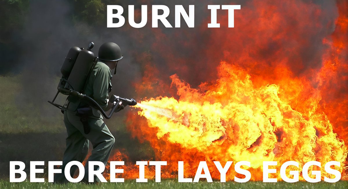 CastellaTV tweet media