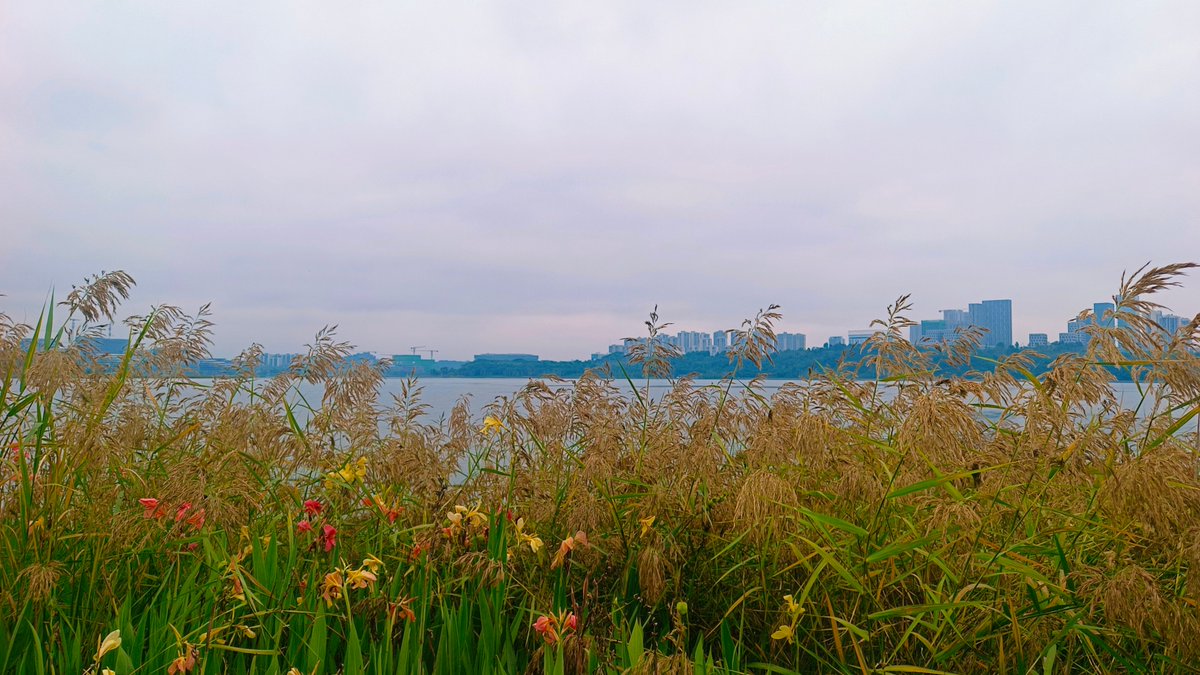 Jake Paul tweet media