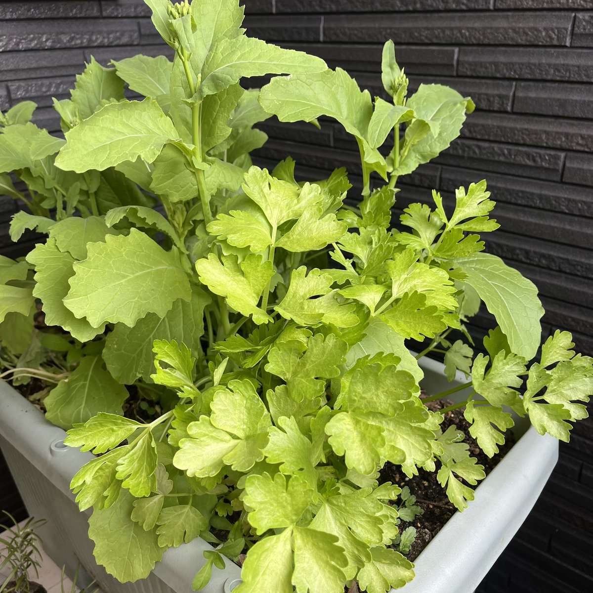 はちべえ tweet media