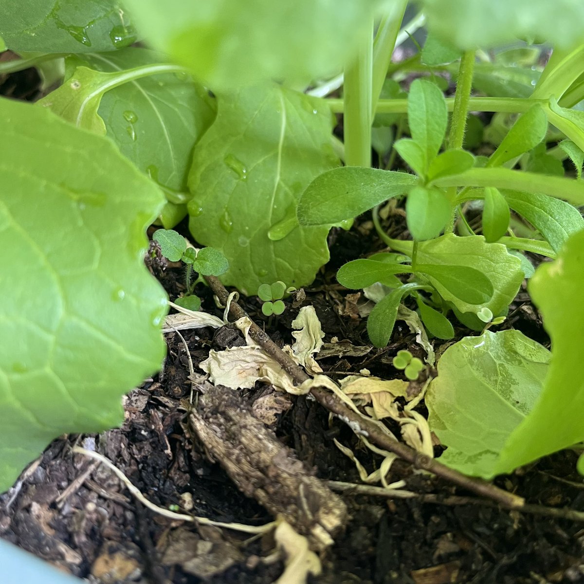 はちべえ tweet media