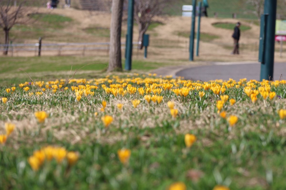 国営越後丘陵公園(公式) tweet media